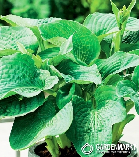 Hosta-Funkia Elegans 1 St.