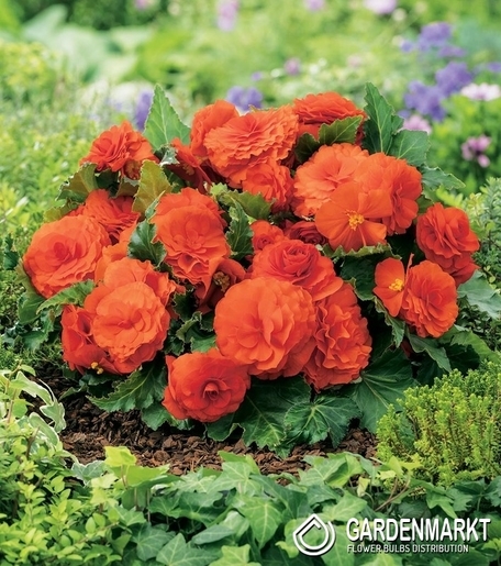 Begonie Non Stop Orange 1 St.