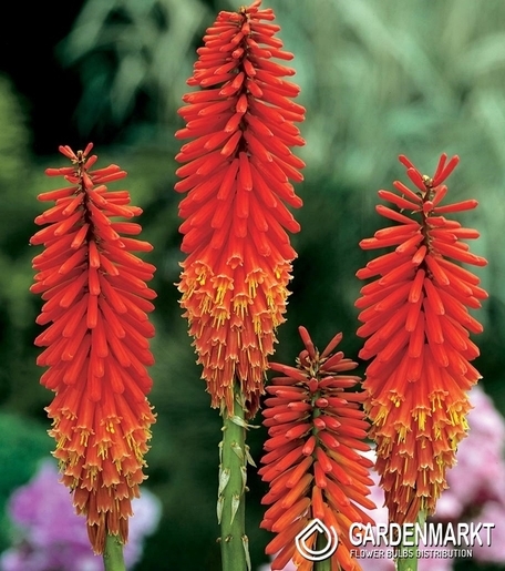 Kniphofia Fackellilie Nancy Red 1 St.