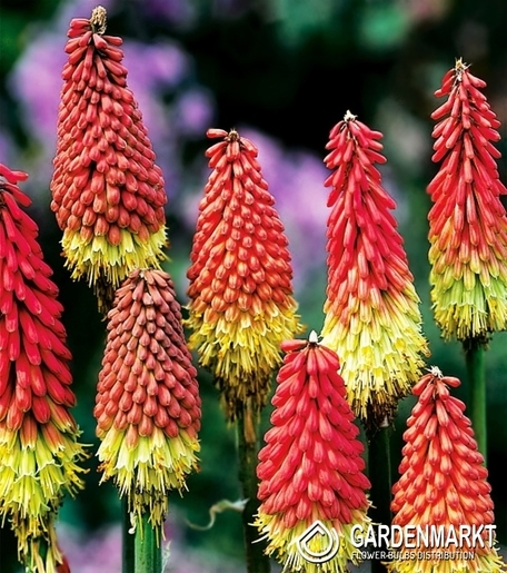 Kniphofia Fackellilie Rot - Gelb 1 St.