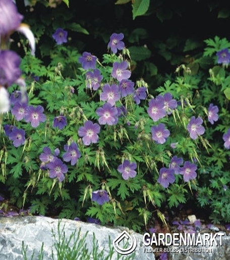 Geranium Storchschnabel Gravetye 1 St.