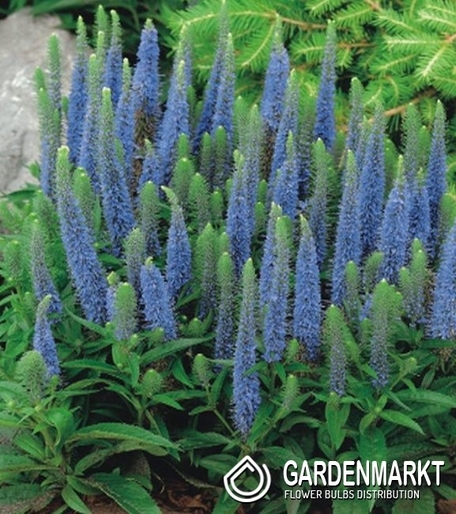 Veronica,Ehrenpreis Light Blau 1 St.