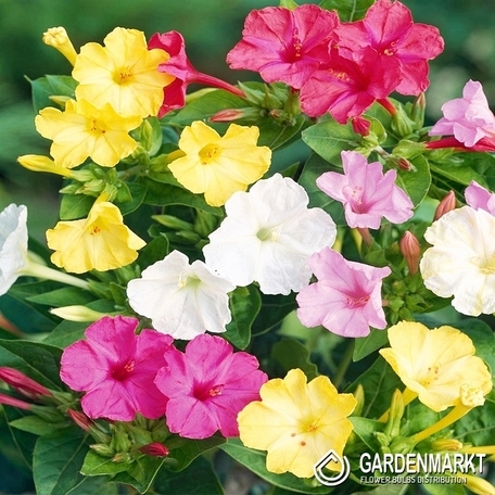 Mirabilis Jalapa 1 St.