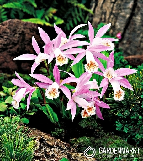 Pleione Formosana Orchideegarten 1 St.