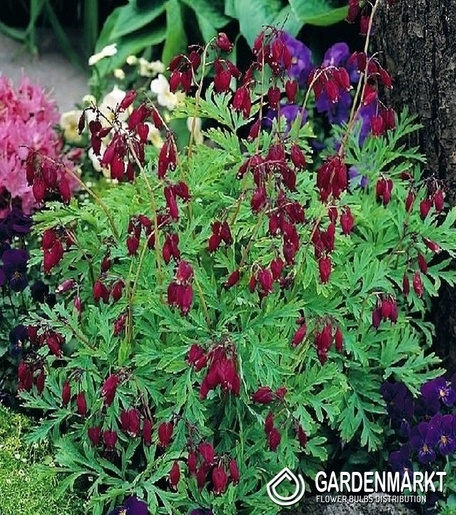 Dicentra Formosa Bacchannal Herzen Bacchnnal 1 St.