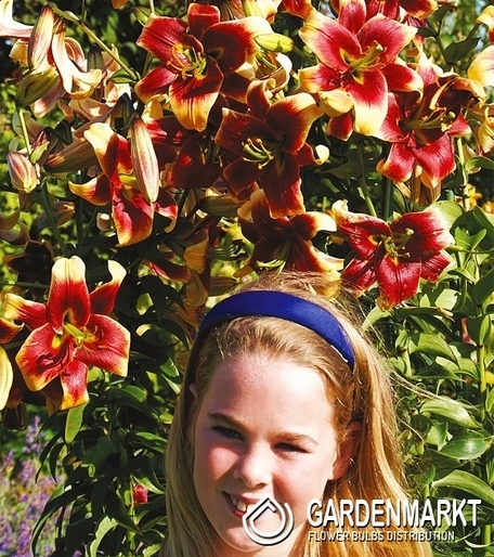 Lilie OT DEBBY 1 ST.
