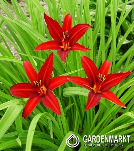 Hemerocallis Taglilie Crimson Pirate 1 St.