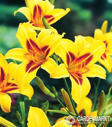 Hemerocallis Taglilie Bonanza 1 St.