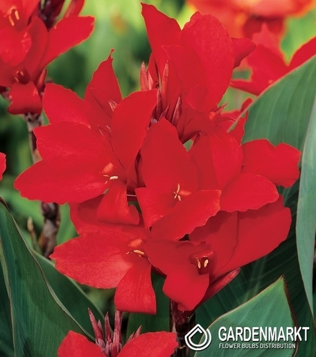 Canna Red 1 St.