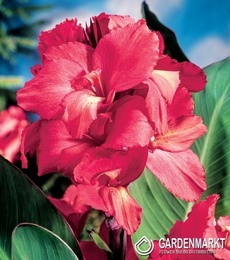 Canna Pink 1 St.