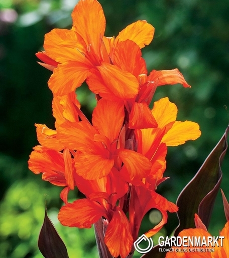 Canna Orange 1 St.
