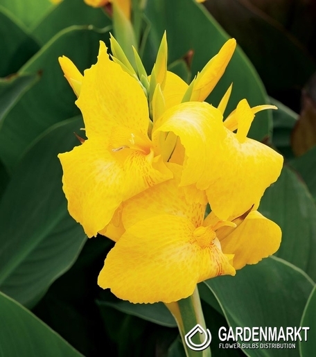 Canna Yellow 1 St.