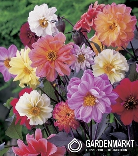 Dahlie Dunkelblätter Mix 5 St.