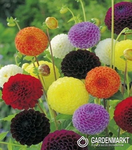 Dahlie Pompons Mix 5 St.