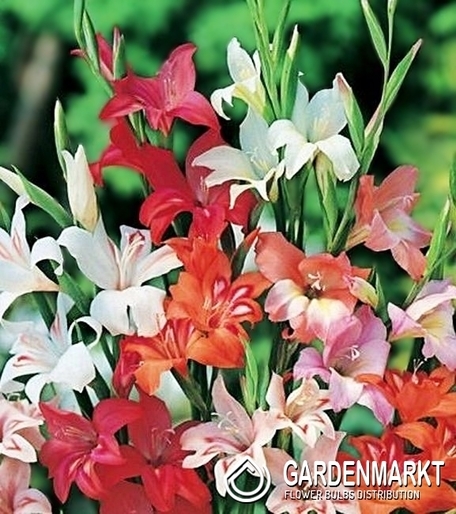 Gladiolus Gladiole Nanus Mix 10 St.