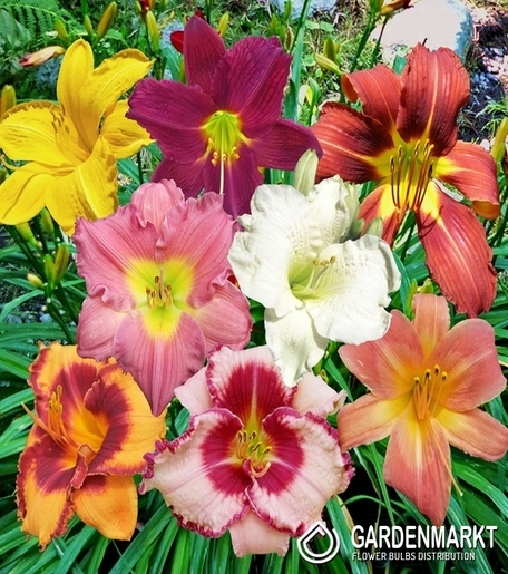 Hemerocallis Einzeln Taglilie Mix 5 St.