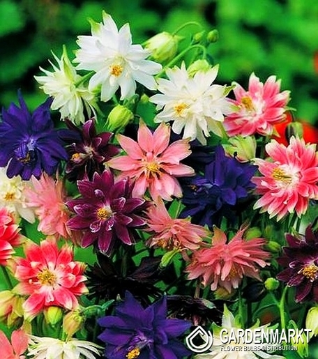 Aquilegia Gefüllte Akelei Mix 5 St.