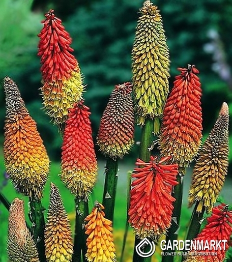 Kniphofia Fackellilie Mix 5 St.