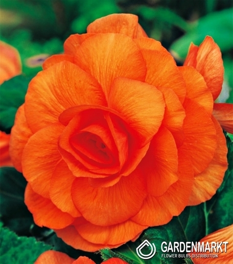 Begonie Doppel Orange 5 St.