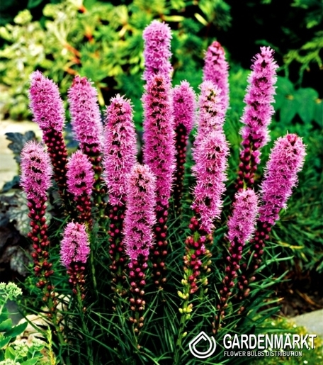Liatris Spicata Violett 50 pcs