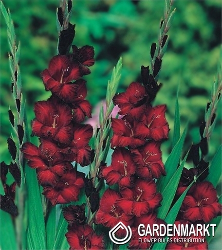 Gladiolus Dunkel Rot 10 St.