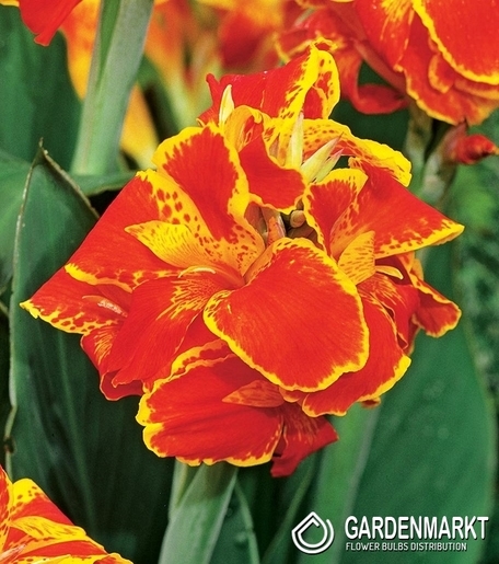 Canna-Blumenrohr Queen Charlotte 1 St.