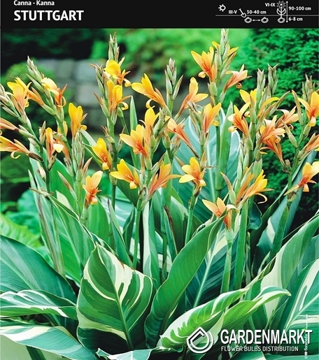 Canna-Blumenrohr Stuttgart 1 St.