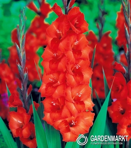 Gladiolus Orange 100 St.