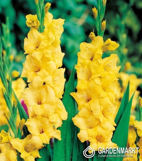 Gladiolus Gelb 50 St.