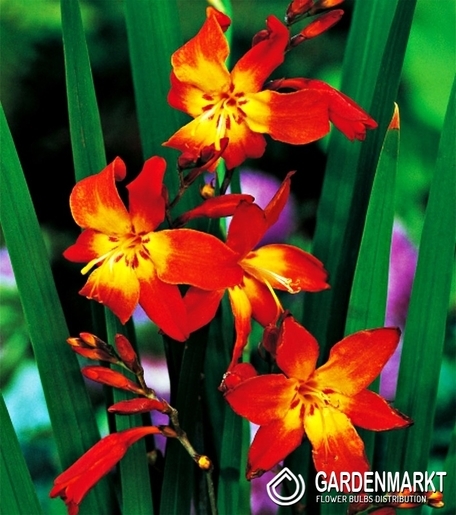 Crocosmia-Montbreiten Meteor 5 St.