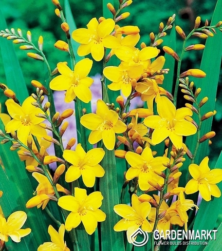 Crocosmia-Montbreiten George Davidson 5 St.