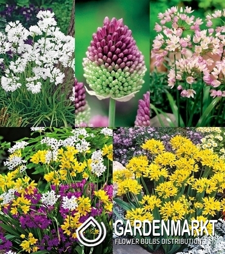Eingestellt Allium Zierlauch Dekorativ 4/+
