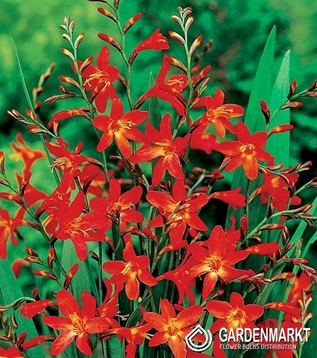 Crocosmia-Montbreiten Red King 5 St.
