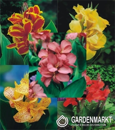 Eingestellt Canna "2" I Wahl