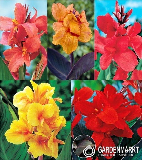 Eingestellt Canna "3" I Wahl