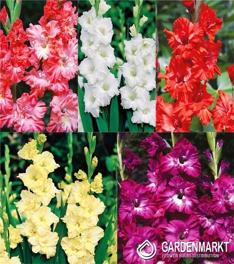 Eingestellt Gladiolus Gladiole Mehrblütige 12/14