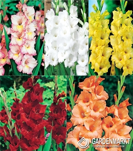 Eingestellt Gladiolus Gladiole Mehrblütige "1" 14/+