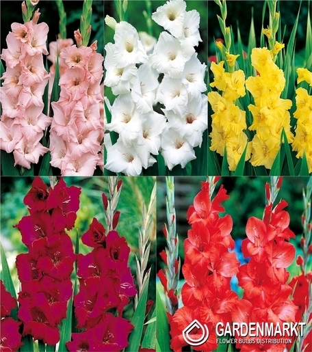 Eingestellt Gladiolus Gladiole Mehrblütige "2" 14/+