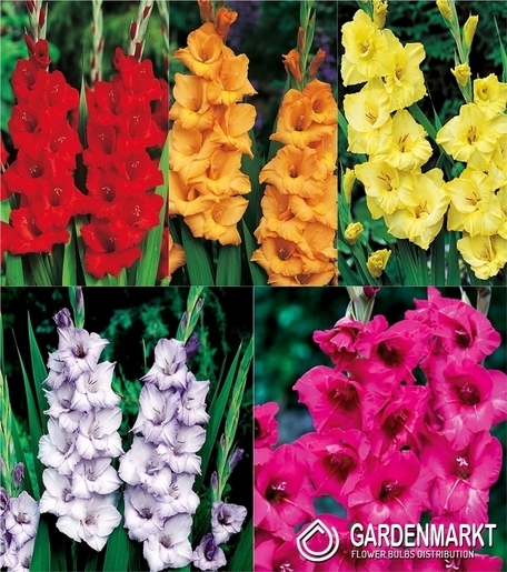 Eingestellt Gladiolus Gladiole Mehrblütige "4" 12/14