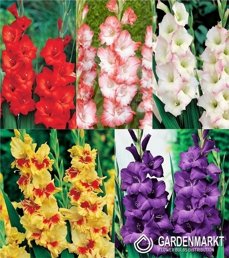 Eingestellt Gladiolus Gladiole Mehrblütige "5" 12/14