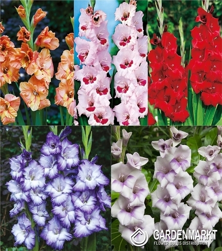 Eingestellt Gladiolus Gladiole Mehrblütige "6" 12/14