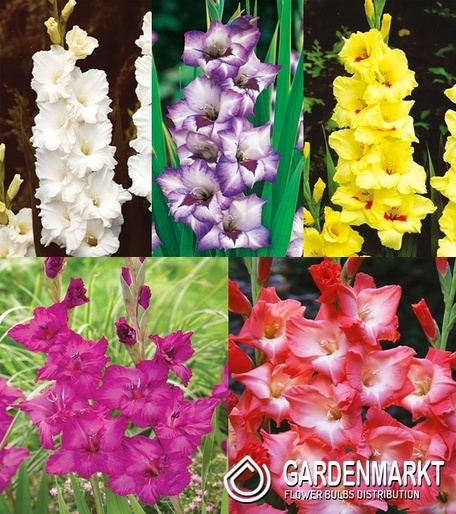 Eingestellt Gladiolus Gladiole Mehrblütige "7" 12/14