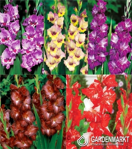 Eingestellt Gladiolus Gladiole Mehrblütige "9" 12/14