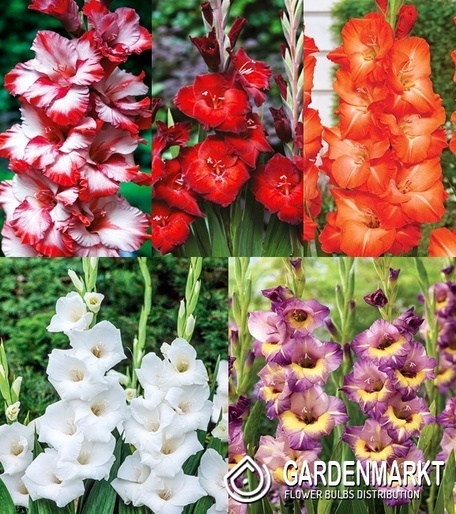 Eingestellt Gladiolus Gladiole Mehrblütige "10" 12/14