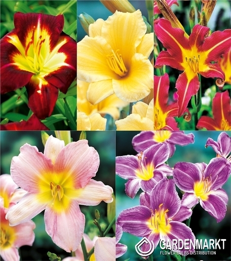 Eingestellt Hemerocallis Taglilie "1" I Wahl