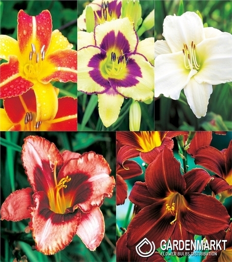 Eingestellt Hemerocallis Taglilie "2" I Wahl