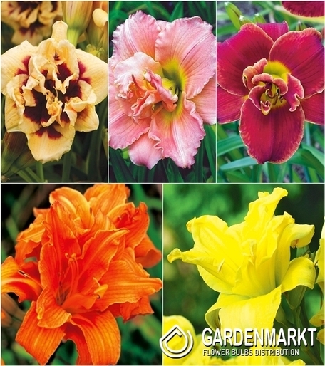 Eingestellt Hemerocallis Taglilie Doppel "3" I Wahl