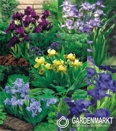 Eingestellt Iris Pumila I Wahl