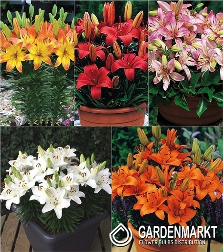 Eingestellt Asiatische Lilie Klein 16/18