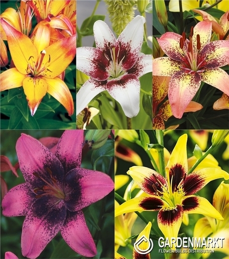 Eingestellt Asiatische Lilie Zweifarbige 1 16/18